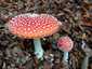 Légyölő galóca (Amanita muscaria), Őrség
